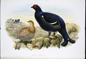 ब्लैककॉक (टेट्राओ टेट्रिक्स) (हाथ के रंग का लिथो) द्वारा जॉन (बाद में) गोल्ड