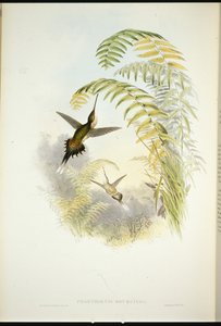 Bourcier's Hermit (फेथोर्निस Bourcieri) (हाथ के रंग का लिथो) द्वारा जॉन (बाद में) गोल्ड