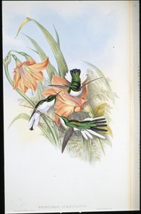 ब्राज़ीलियाई परी (हेलियोथ्रिक्स ऑरिकुलैटस) (हाथ के रंग का लिथो) द्वारा जॉन (बाद में) गोल्ड