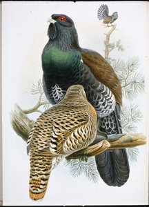 Capercailzie (Tetrao Urogallus) (हाथ के रंग का लिथो) द्वारा जॉन (बाद में) गोल्ड