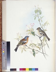 चैफिंच (फ्रिंजिला कैलेब्स) (हाथ के रंग के सदस्य) द्वारा जॉन (बाद में) गोल्ड