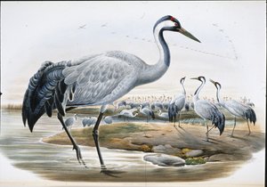 सामान्य क्रेन (ग्रस सिनेरिया0 (हाथ के रंग का लिथो) द्वारा जॉन (बाद में) गोल्ड