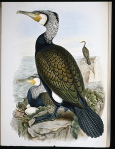 जलकाग (फैलाक्रोकोरैक्स कार्बो) (हाथ के रंग का लिथो) द्वारा जॉन (बाद में) गोल्ड