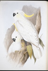 क्रेस्टेड कॉकटू (कैकाटुआ गैलेरिटा) (हाथ के रंग का लिथो) द्वारा जॉन (बाद में) गोल्ड