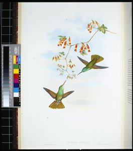 D'Oca's Amazilia (amazilia ocai) (हाथ के रंग के सदस्य)