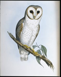 नाजुक उल्लू (स्ट्रिक्स डेलिकैटुलिस) (हाथ के रंग का लिथो) द्वारा जॉन (बाद में) गोल्ड