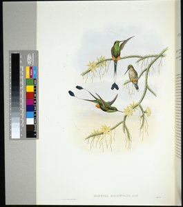 इक्वाडोर रैकेट-टेल (स्पथुरा सोलस्टिटियलिस) (हाथ के रंग का लिथो) द्वारा जॉन (बाद में) गोल्ड