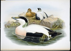 ईडर डक (सोमाटेरिया मोलिसिमा) (हाथ के रंग का लिथो) द्वारा जॉन (बाद में) गोल्ड