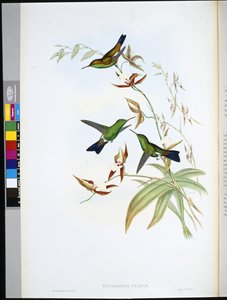 फ़ेलिशिया का एरिथ्रोनोट (एरिथ्रोनोटा फ़ेलिसिए) (हाथ के रंग का लिथो) द्वारा जॉन (बाद में) गोल्ड