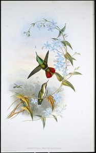 फ़ायर-टेल्ड एवोसेट (एवोकेटुला रिकुरविरोस्ट्रिस) (हाथ के रंग का लिथो) द्वारा जॉन (बाद में) गोल्ड
