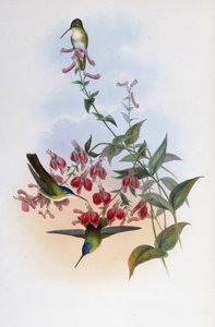 फ़्रांसियाज़ एज़्योर-क्राउन (सायनोमीया फ़्रांसिया) (हाथ के रंग का लिथो) द्वारा जॉन (बाद में) गोल्ड