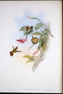 फ्रिल्ड कोक्वेट (लोफोर्निस मैग्निफिकस)