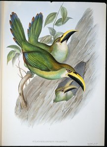 गोल्डन-ग्रीन ग्रूवबिल टूकेन (औलाकोरम्फस प्रसिनस) (हाथ से रंगा हुआ लिथो) द्वारा जॉन (बाद में) गोल्ड