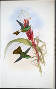 गोल्डन-टेल्ड प्लूमेलीटर (Hypuroptila Urochrysia) (हाथ के रंग का लिथो) द्वारा जॉन (बाद में) गोल्ड