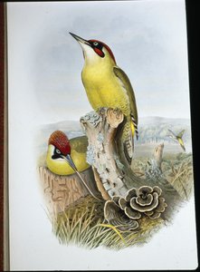 हरा कठफोड़वा (गेसीनस विरिडिस) (हाथ के रंग का लिथो) द्वारा जॉन (बाद में) गोल्ड