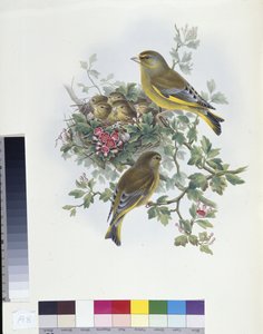 ग्रीनफिंच (लिगुरिनस क्लोरिस) (हाथ के रंग का लिथो) द्वारा जॉन (बाद में) गोल्ड