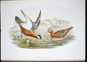 ग्रे फलारोप (फैलारोपस फुलीकेरियस) (हाथ के रंग का लिथो) द्वारा जॉन (बाद में) गोल्ड