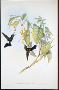 होरी पफ-लेग (एरियोक्नेमिस लुगेंस) (हाथ के रंग का लिथो) द्वारा जॉन (बाद में) गोल्ड