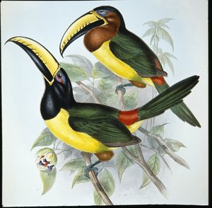 हम्बोल्ट की अरकारी (पेरोग्लोसस हम्बोल्टी) (हाथ के रंग का लिथो) द्वारा जॉन (बाद में) गोल्ड