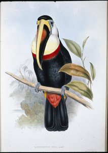 इंका टूकेन (रैम्फास्टोस इनिका) (हाथ के रंग का लिथो) द्वारा जॉन (बाद में) गोल्ड