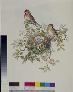 लेसर रेडपोल (एजियोथस रूफसेन्स) (हाथ के रंग का लिथो)