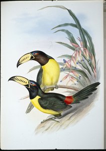 लेटरेड अरकारी (अंकित पटरोग्लोसस) (हाथ के रंग का लिथो) द्वारा जॉन (बाद में) गोल्ड