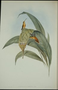 लिटिल हर्मिट (फेथोर्निस एरेमिटा) (हाथ के रंग का लिथो) द्वारा जॉन (बाद में) गोल्ड