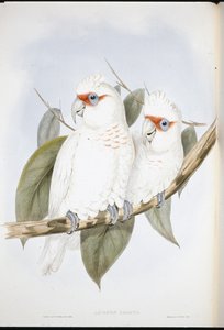 लंबी चोंच वाला कॉकटू (लिक्मेटिस नासिकस) (हाथ के रंग का लिथो) द्वारा जॉन (बाद में) गोल्ड