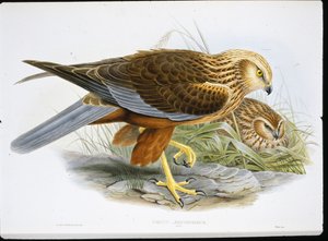 मार्श हैरियर (सर्कस एरुगिनोसस) (रंगीन उत्कीर्णन) द्वारा जॉन (बाद में) गोल्ड