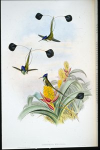 अद्भुत हमिंग-पक्षी (लॉडिगेसिया मिराबिलिस) (हाथ के रंग का लिथो) द्वारा जॉन (बाद में) गोल्ड
