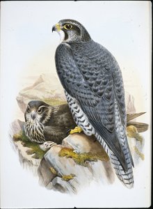 नॉर्वेजियन या Gyrfalcon Falcon (Falco Gyrfalco) (हाथ के रंग का लिथो)