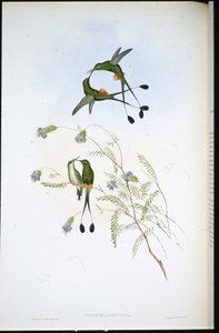 पेरुवियन रैकेट-टेल (स्पथुरा पेरुआना) (हाथ के रंग का लिथो) द्वारा जॉन (बाद में) गोल्ड