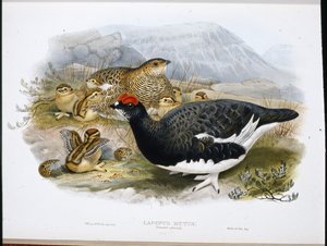 पार्मिगन (समर प्लमेज) (लैगोपस म्यूटस) (हाथ के रंग का लिथो) द्वारा जॉन (बाद में) गोल्ड