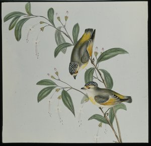 रेड-लोर्ड परडालोट (पार्डलोटस रूब्रिकैटस) (हाथ से रंगा हुआ लिथो) द्वारा जॉन (बाद में) गोल्ड