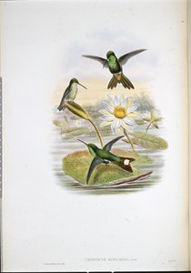 रेड-वेंटेड व्हाइट-टिप हमिंग बर्ड (उरोस्टिक्टे रूफिक्रिसा) (हाथ के रंग का लिथो) द्वारा जॉन (बाद में) गोल्ड