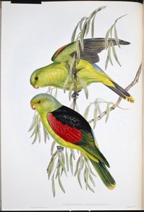 लाल पंखों वाला लोरी (एप्रोस्मिक्टस एरिथ्रोप्टेरस) (हाथ के रंग का लिथो) द्वारा जॉन (बाद में) गोल्ड