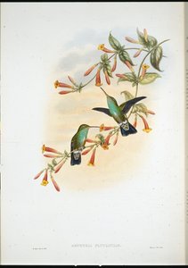 रिवराइन एमराल्ड (एग्रीट्रिया फ्लुवियाटिलिस) (हाथ के रंग का लिथो) द्वारा जॉन (बाद में) गोल्ड