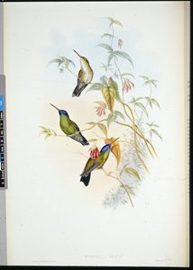 रूफस फ्लेम-बियरर (सेलास्फोरस रूफस) (हाथ के रंग का लिथो)