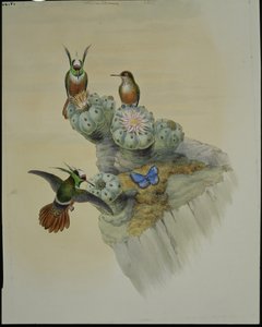 साल्विन का कोक्वेट (लोफोर्निस एडोरबिलिस) (हाथ के रंग का लिथो) द्वारा जॉन (बाद में) गोल्ड