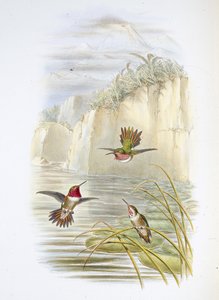 साल्विन की लौ-वाहक। (सेलास्फोरस आर्डेन्स)। (हाथ के रंग का लिथो) द्वारा जॉन (बाद में) गोल्ड