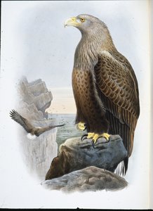 सी ईगल (हैलियाटस एल्बिसिला) (हाथ के रंग का लिथो) द्वारा जॉन (बाद में) गोल्ड