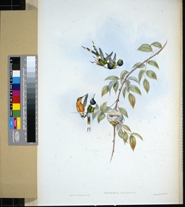 स्पार्कलिंग-टेल (ट्राइफेना डुपोंटी) (हाथ के रंग का लिथो) द्वारा जॉन (बाद में) गोल्ड