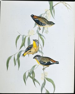 चित्तीदार Pardalote (Pardalotus Punctatus) (हाथ के रंग का लिथो) द्वारा जॉन (बाद में) गोल्ड
