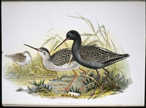 चित्तीदार रेडशैंक (टोटेनस फुस्कस) (हाथ के रंग का लिथो) द्वारा जॉन (बाद में) गोल्ड