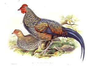 कलाकार और विलियम हार्ट (1823-1894) (लिथो) द्वारा उकेरी गई दो एशियाई तीतर (गैलस सोननेराती) द्वारा जॉन (बाद में) गोल्ड