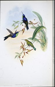 Veraguan Panoplites (थलुरानिया वेन्स्टा) (हाथ के रंग का लिथो) द्वारा जॉन (बाद में) गोल्ड
