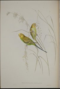 वारब्लिंग ग्रास तोता (मेलोप्सिटाकस अनडुलेटस ) (हाथ के रंग का लिथो) द्वारा जॉन (बाद में) गोल्ड