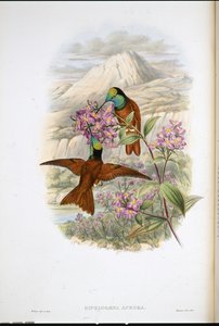 वारस्ज़ेविक्ज़ का रेनबो हमिंग बर्ड (डिप्लोगेना ऑरोरा) (हाथ के रंग का लिथो) द्वारा जॉन (बाद में) गोल्ड
