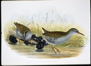 जल-रेल (Rallus Aquaticus) (हाथ के रंग का लिथो) द्वारा जॉन (बाद में) गोल्ड