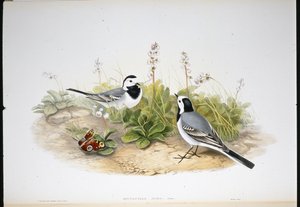 सफेद वैगटेल (मोटासिला अल्बा) (हाथ से रंगा हुआ लिथो) द्वारा जॉन (बाद में) गोल्ड